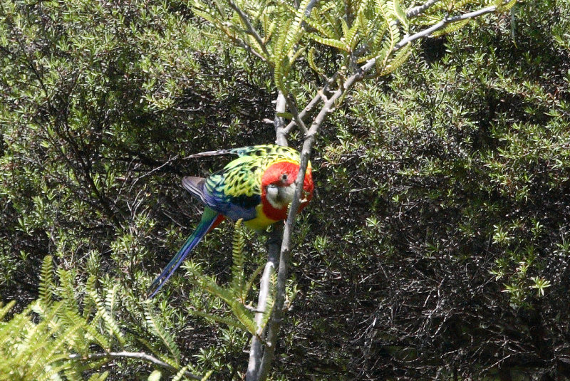 Rosella IMG_5510