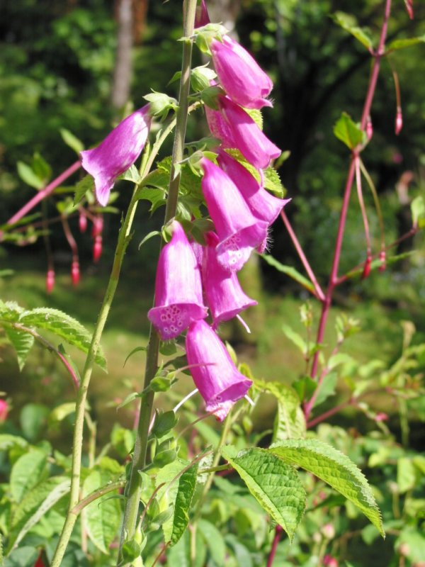 Foxglove  04-23
