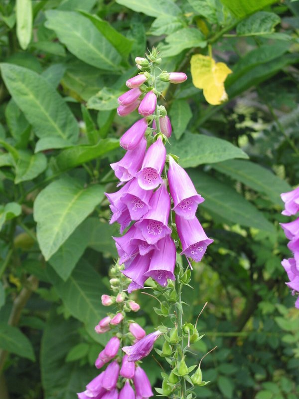 Foxglove  04-64
