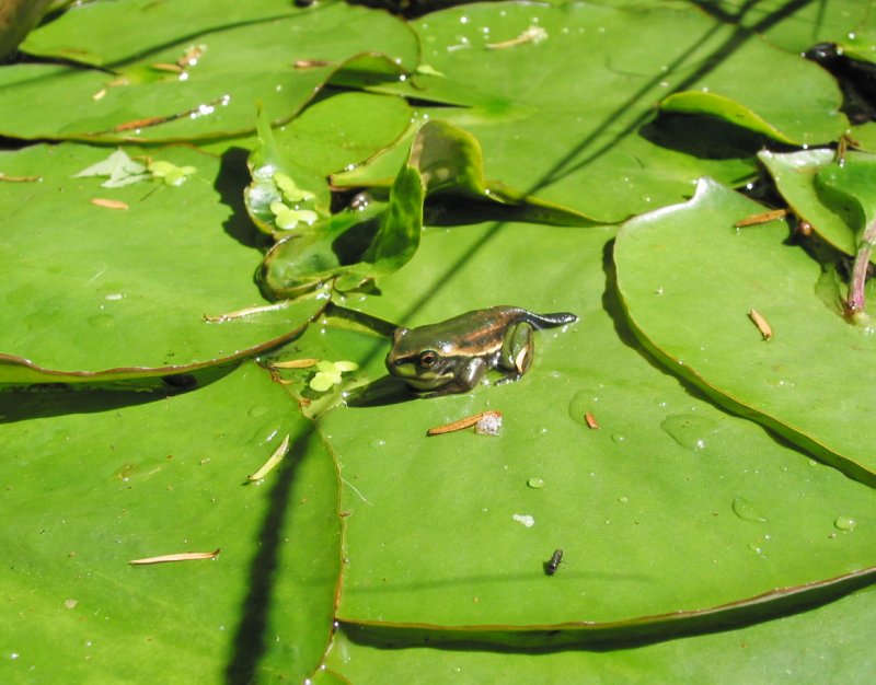 Green Frog-5r