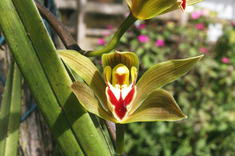 Cymbidium Orchid 4061r.jpg