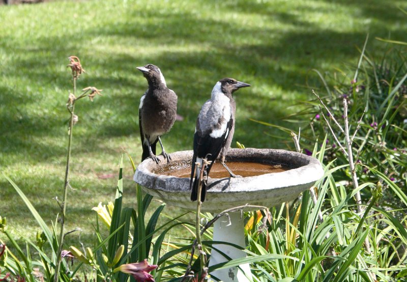 Magpie family IMG_6182cr