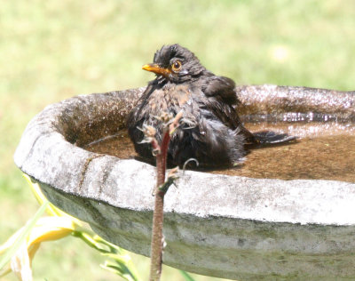 Blackbird Bathtime IMG_5558r