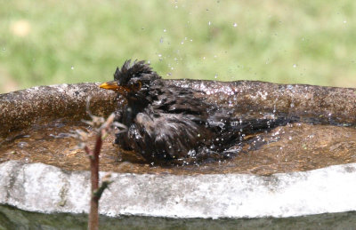 Blackbird Bathtime IMG_5601rr