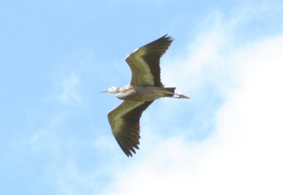 Heron in flight IMG_5872r