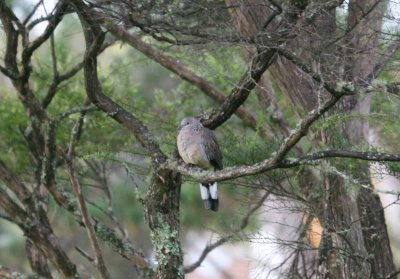 Young Spotted Dove 0267er