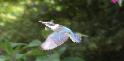 Kingfisher in flight IMG_5688