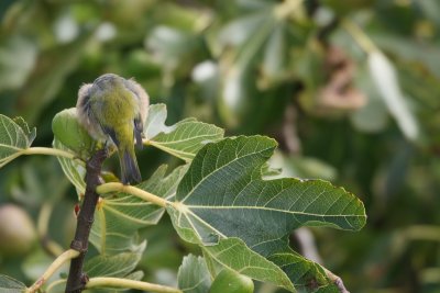 Silver Eye feasting on figs