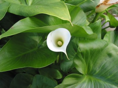 Arum Lily 15