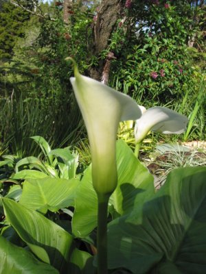 Arum Lily -14