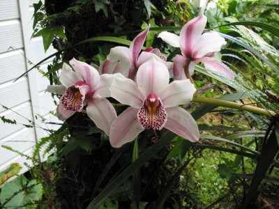 Cymbidium  04-78