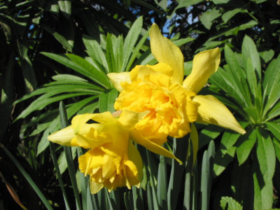 Daffodil -26