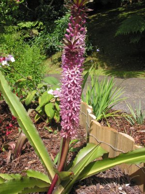 Eucomis  07-7