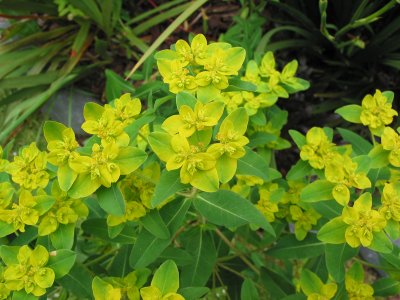 Euphorbia 06-21