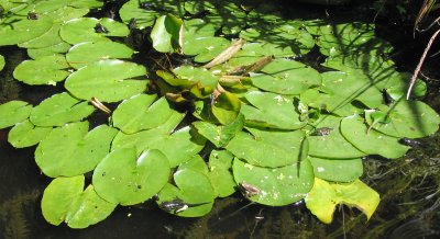 Lily Pads-3