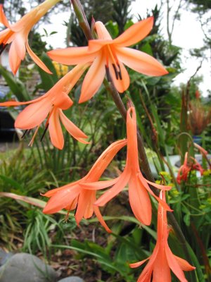 Watsonia 06-22.jpg