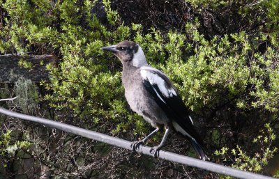 Magpie Baby IMG_5985