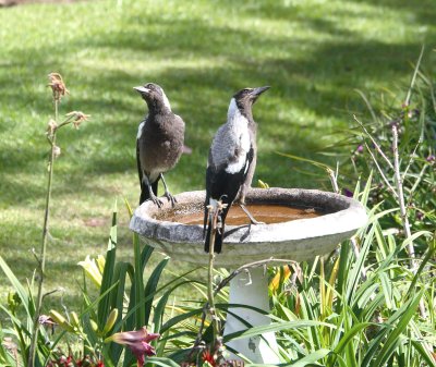 Magpie family IMG_6181cr
