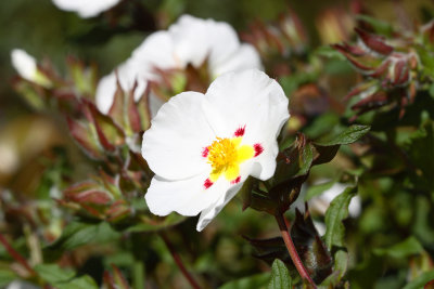 Cistus_5307r.jpg