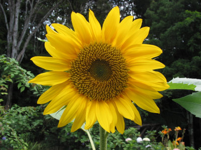 Sunflower-2.jpg