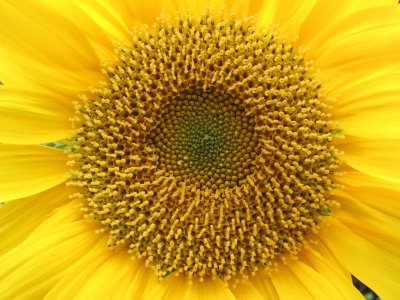 Sunflower Heart-5.jpg