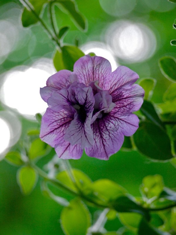 Double Wave Blue Vein Petunia