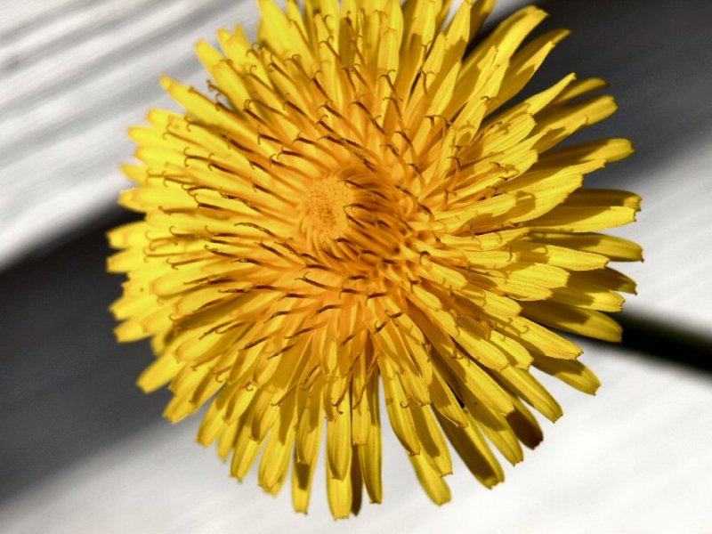 Dandelion