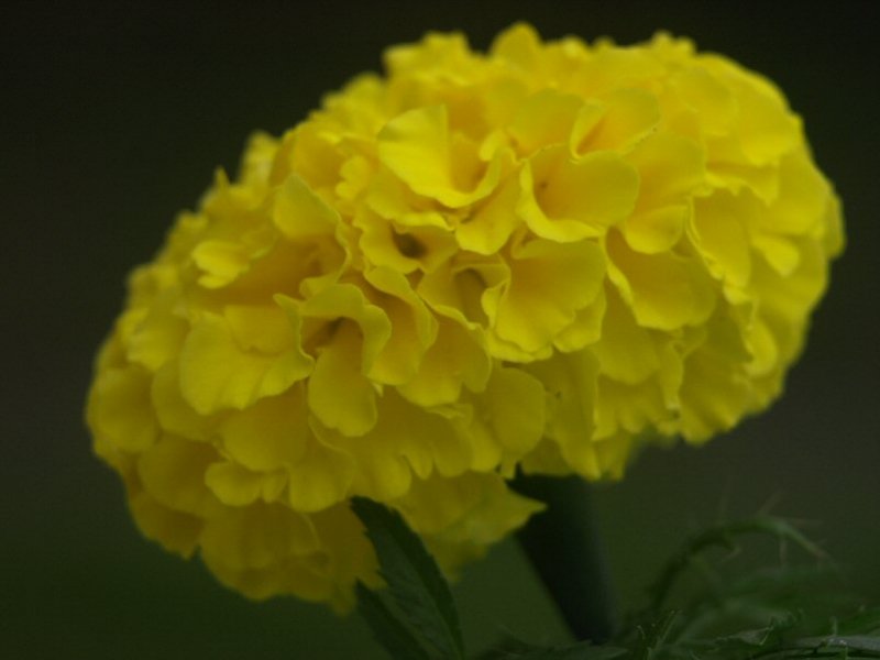 Marigold
