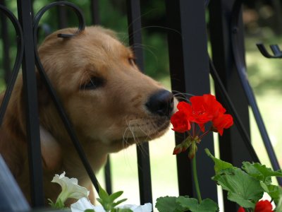 Bella likes to smell the flowers ....... before she eats them .....lol