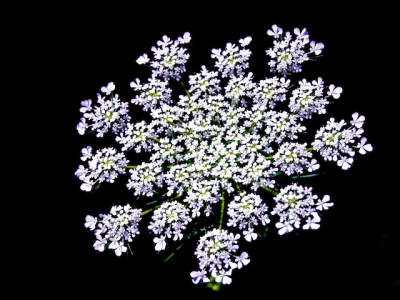 Queen Anne's Lace