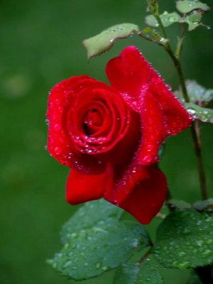 Red Rose In The Rain