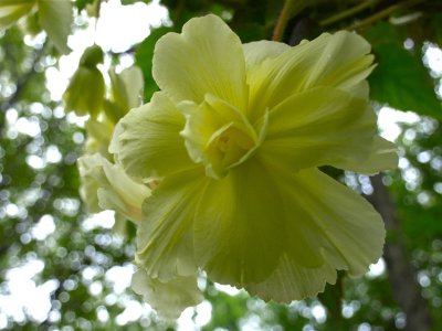 Yellow Jewel - 2009