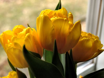 Easter Tulips