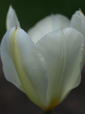 Tulip in the Backyard