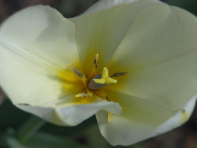 open tulip.jpg