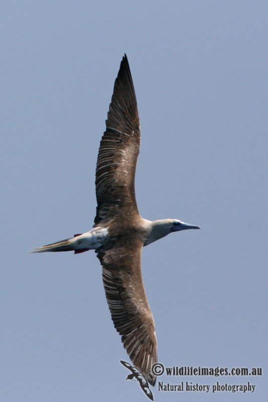 Red-footed Booby 5962.jpg