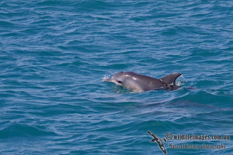 Indo-pacific Bottlenose Dolphin a3910.jpg