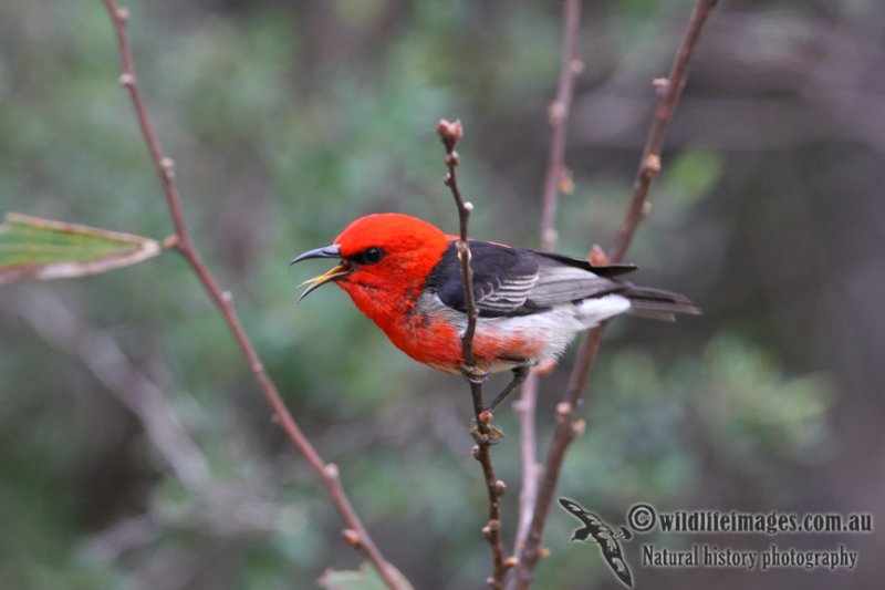 Scarlet Honeyeater 0136.jpg