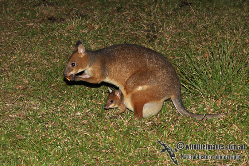 Red-legged Pademelon a7266.jpg