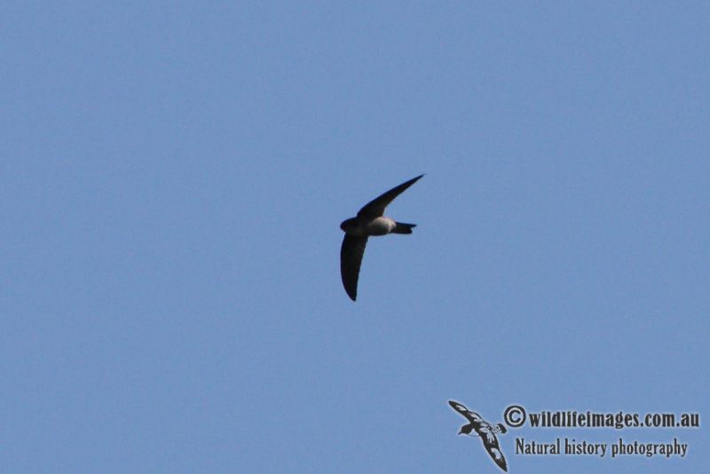 Uniform Swiftlet 1464.jpg