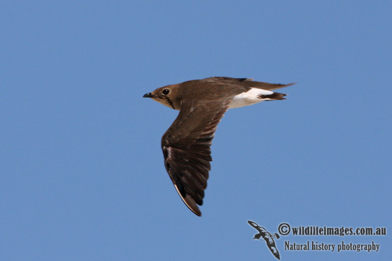 Oriental Pratincole 1563.jpg