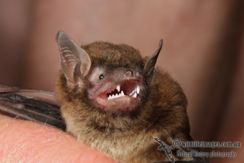 Southern Forest Bat 2640L.jpg