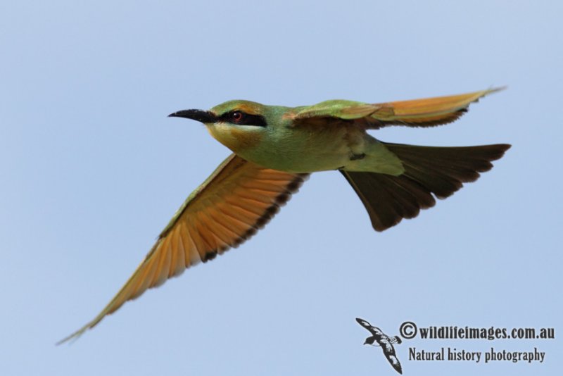 Rainbow Bee-eater 6652.jpg