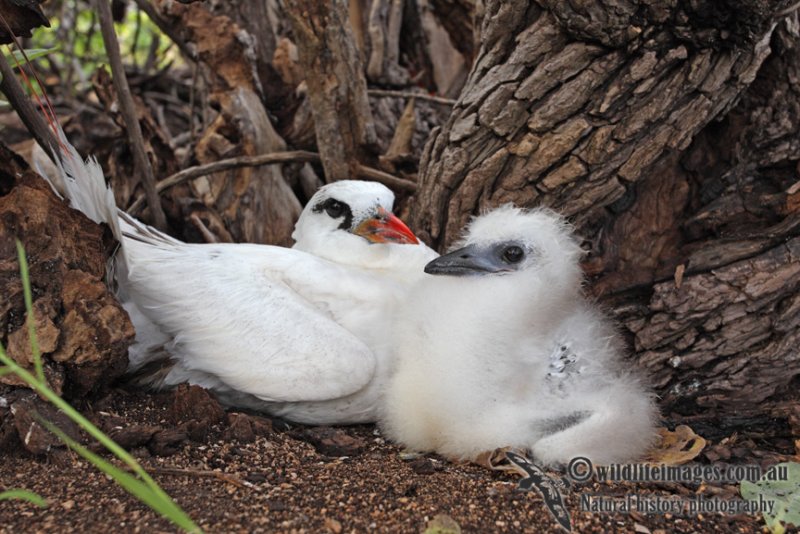 Red-tailed Tropicbird 6477.jpg