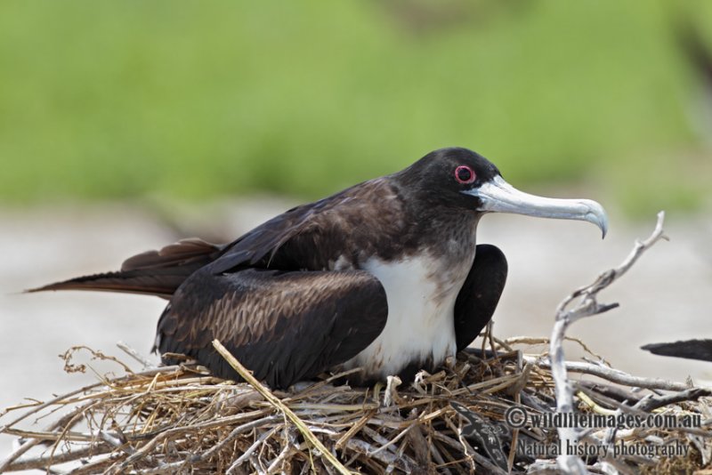 Great Frigatebird 7225.jpg