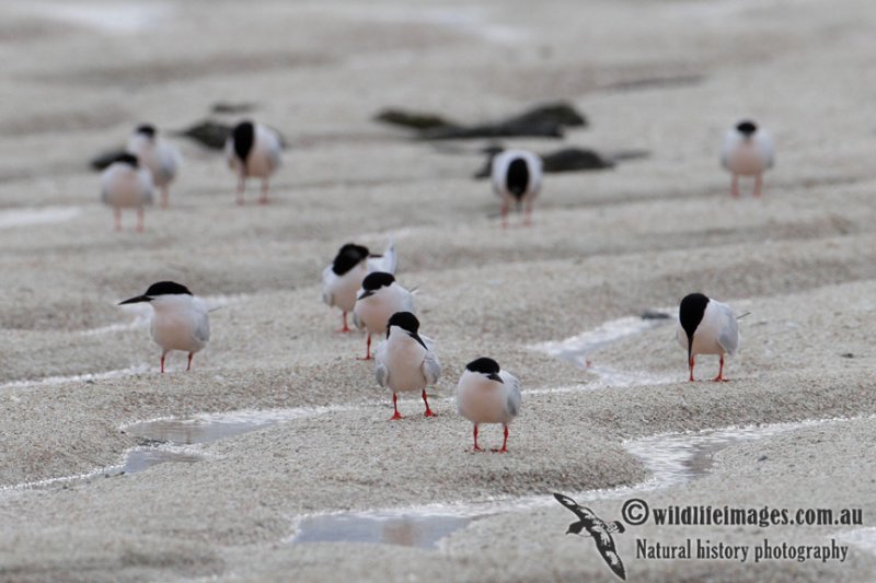 Roseate Tern 7256.jpg