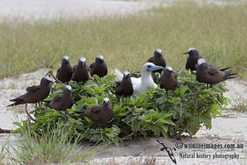 Red-footed Booby 7855.jpg