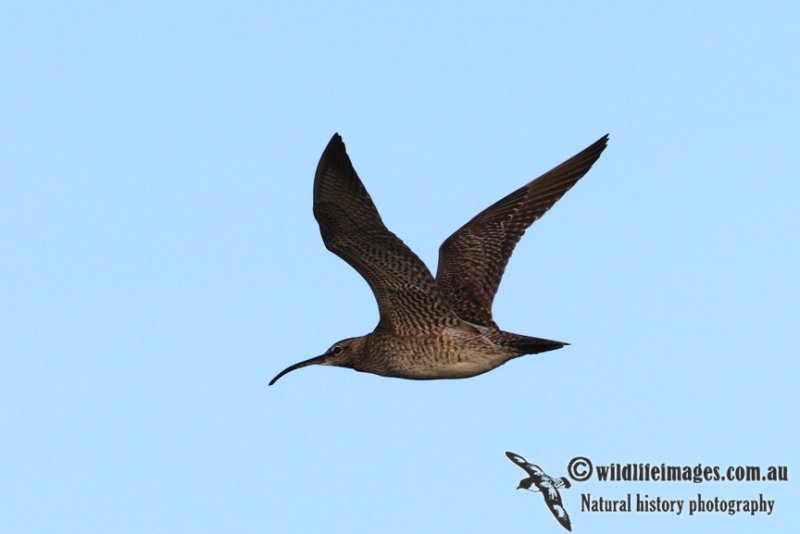 Whimbrel 8337.jpg