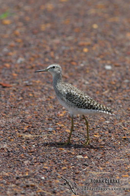 Wood Sandpiper 4262.jpg