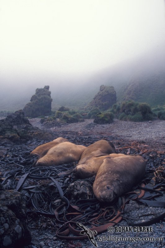 Southern Elephant Seal M680